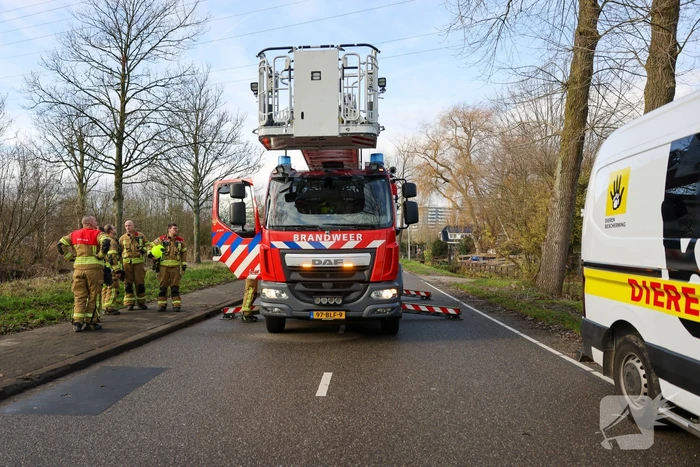 Kattenredding leidt tot tijdelijke verkeershinder
