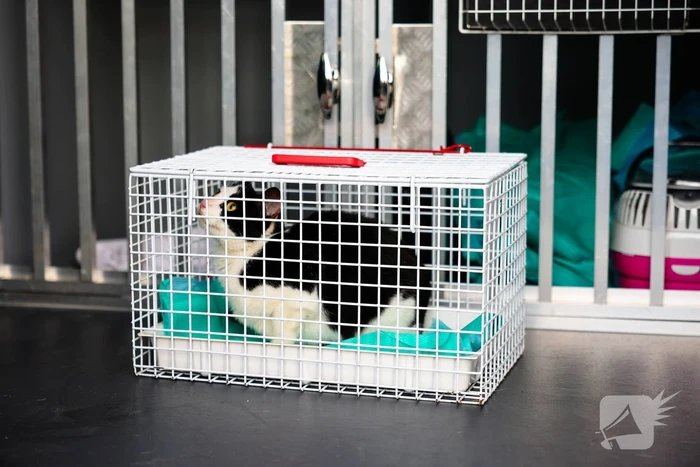 Kattenredding leidt tot tijdelijke verkeershinder