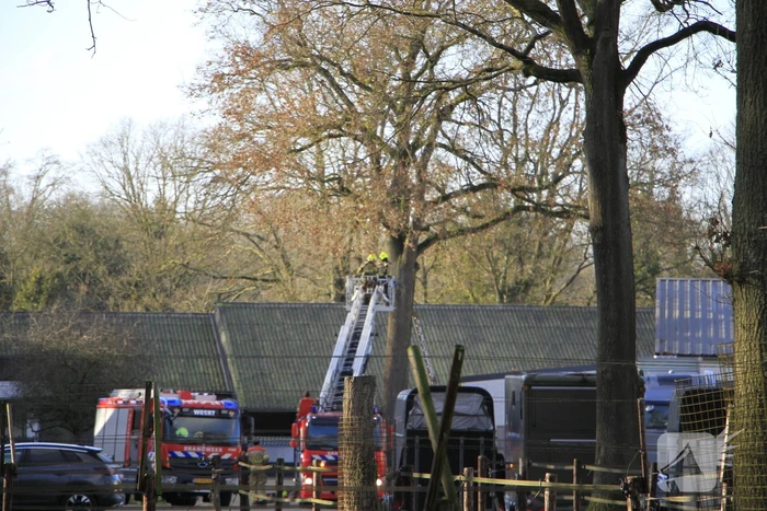 Brandweer redt kat uit boom