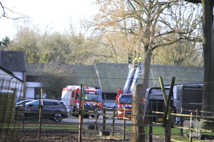 Brandweer redt kat uit boom