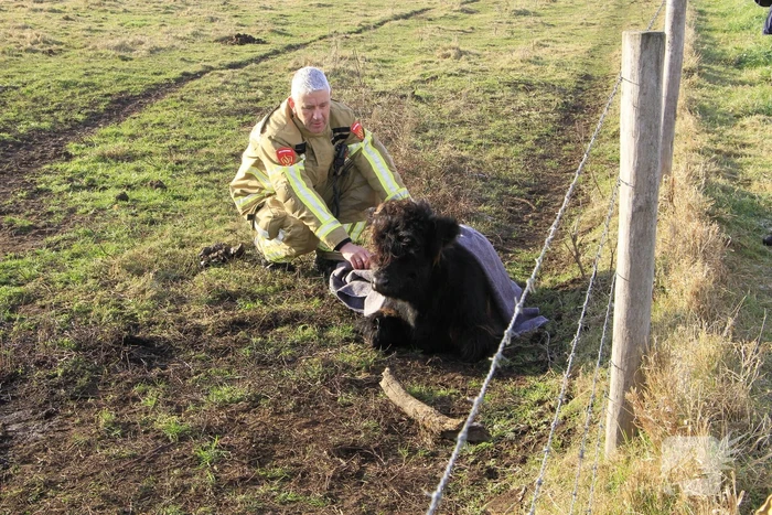 Stier onderkoeld uit ijs gehaald door brandweerlieden