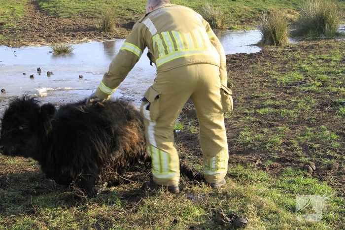 Stier onderkoeld uit ijs gehaald door brandweerlieden