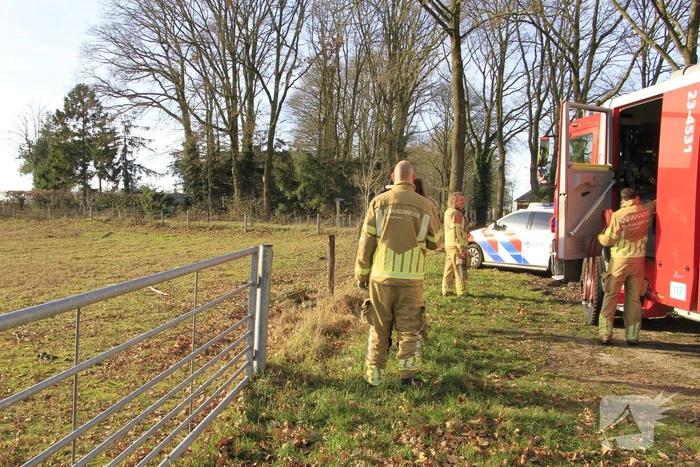 Stier onderkoeld uit ijs gehaald door brandweerlieden