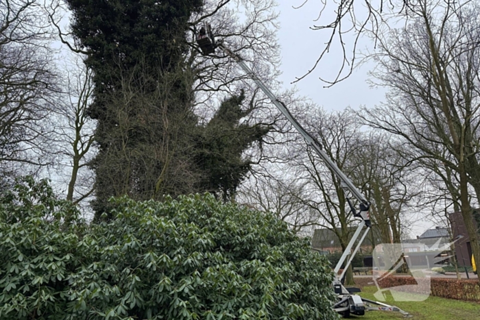 Boomverzorger Jaap redt kat na wekenlang avontuur