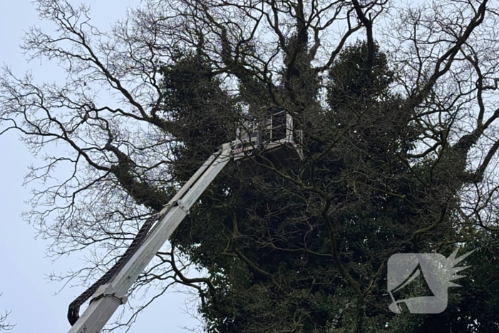Boomverzorger Jaap redt kat na wekenlang avontuur