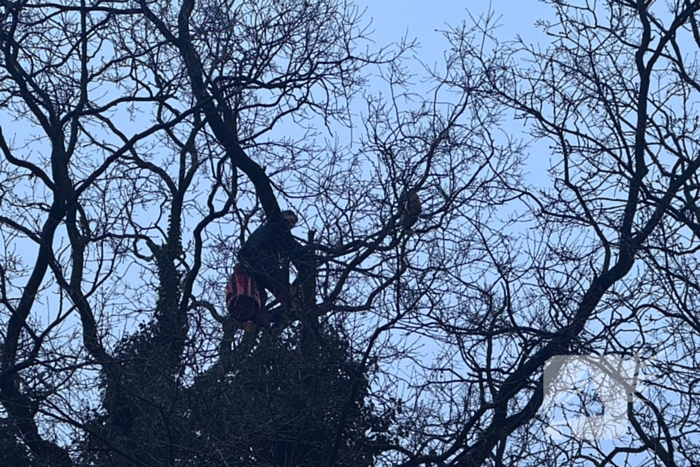 Boomverzorger Jaap redt kat na wekenlang avontuur