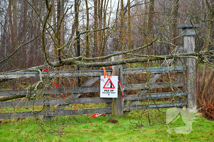 Persoon geraakt door vallende boom