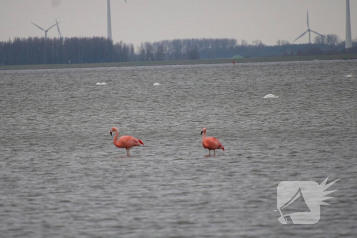 Veel vogelliefhebbers op de been voor neergestreken flamingo's