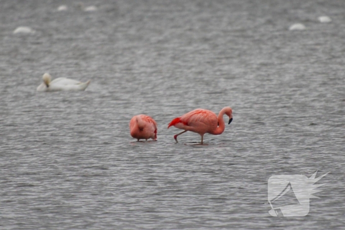 Veel vogelliefhebbers op de been voor neergestreken flamingo's