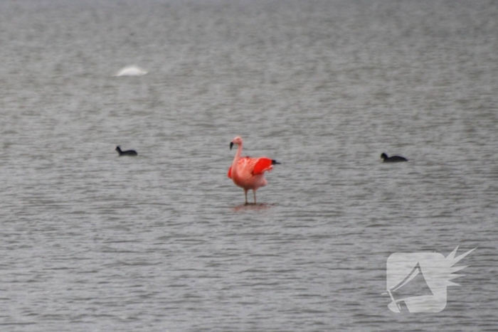 Veel vogelliefhebbers op de been voor neergestreken flamingo's