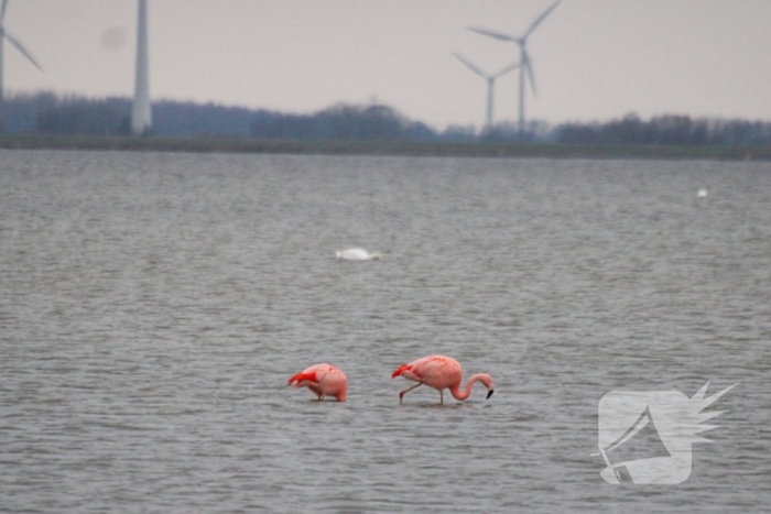 Veel vogelliefhebbers op de been voor neergestreken flamingo's