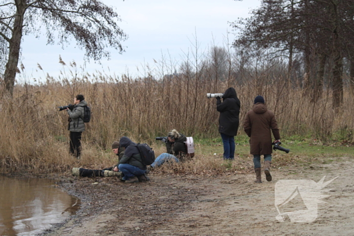 Veel vogelliefhebbers op de been voor neergestreken flamingo's