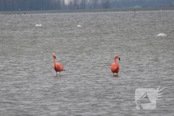 Veel vogelliefhebbers op de been voor neergestreken flamingo's