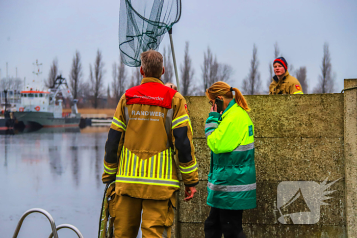 Kat te water hulpdiensten kunnen dier niet redden
