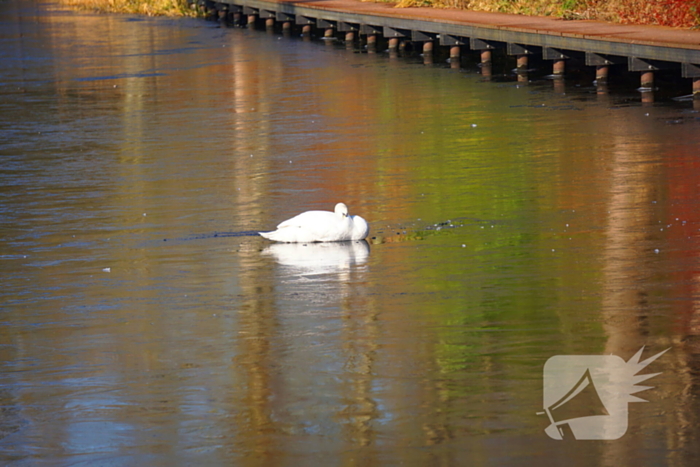 Zwaan bevrijdt zichzelf van ijzige situatie