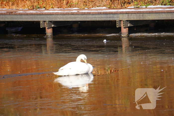 Zwaan bevrijdt zichzelf van ijzige situatie
