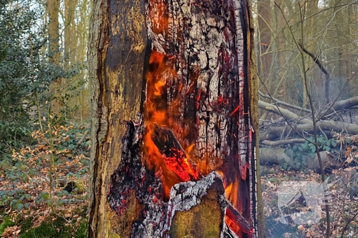 Brand in holle boom zorgt voor flinke rookontwikkeling