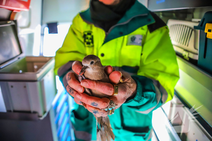 Duif gered uit benarde positie achter glazen balustrade