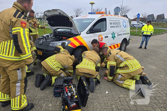Onverwachte reddingsactie voor gewonde kat