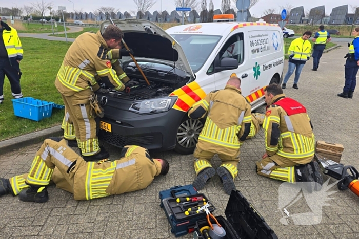 Onverwachte reddingsactie voor gewonde kat