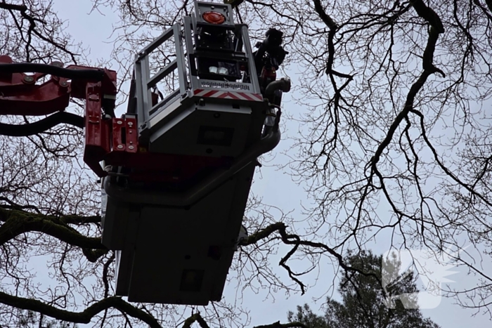 Kat Zorra eigenwijs en klimt verder in boom, brandweer in actie