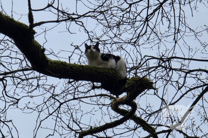 Kat Zorra eigenwijs en klimt verder in boom, brandweer in actie