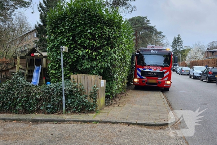 Kat Zorra eigenwijs en klimt verder in boom, brandweer in actie
