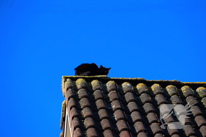 Huisdier in de problemen: brandweer komt in actie