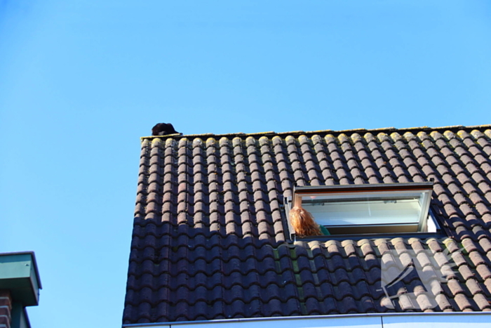 Huisdier in de problemen: brandweer komt in actie