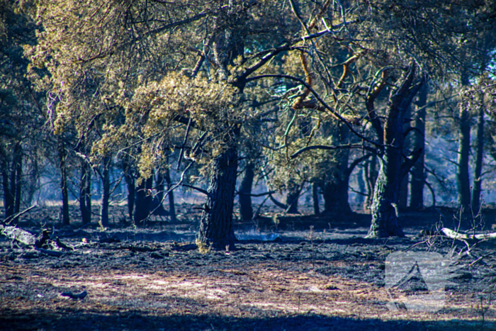 Brandweer blust smeulende resten in afgebrande heidegebied