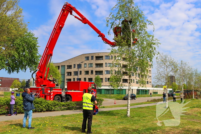 Brandweer ingezet voor kat in de boom