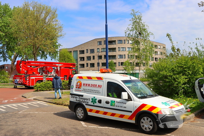 Brandweer ingezet voor kat in de boom