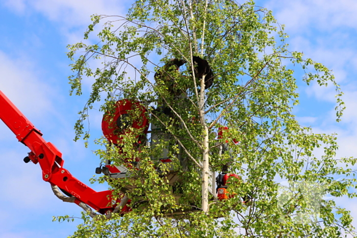 Brandweer ingezet voor kat in de boom