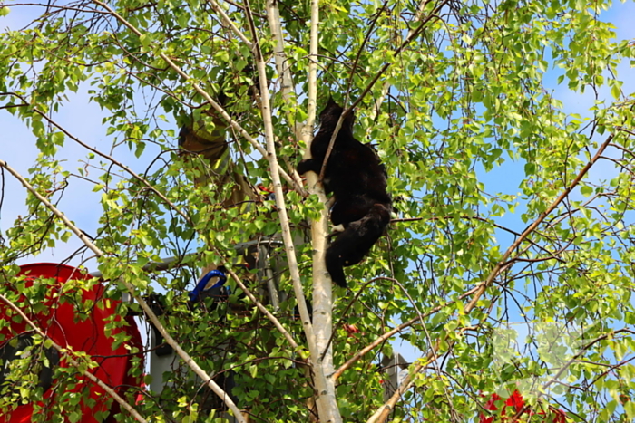 Brandweer ingezet voor kat in de boom