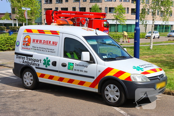 Brandweer ingezet voor kat in de boom