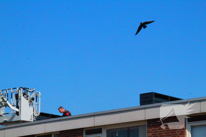 Brandweer redt kauw uit schoorsteen