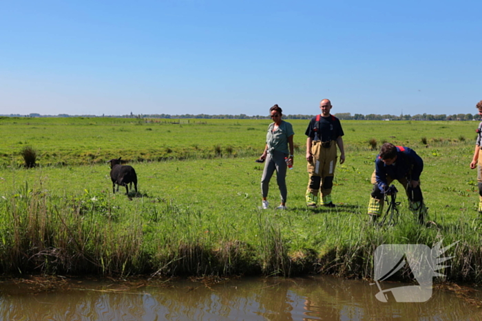 Brandweer redt schaap uit het water