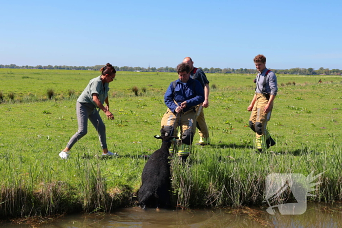 Brandweer redt schaap uit het water