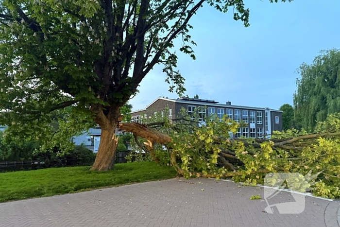 Enorme tak breekt van boom