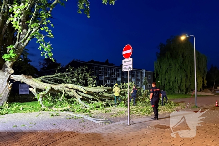 Enorme tak breekt van boom