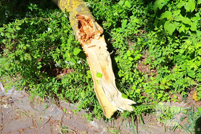Takken vallen uit boom