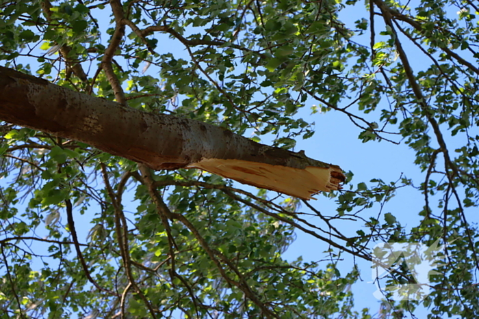 Takken vallen uit boom