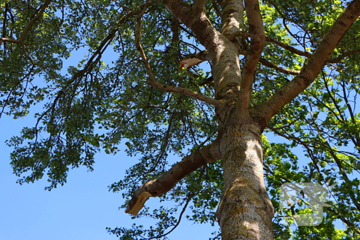 Takken vallen uit boom
