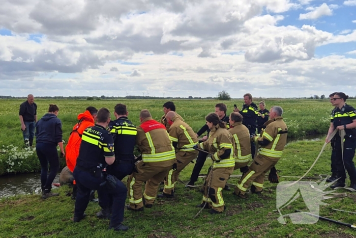 Brandweer en politie redden te water geraakte paard