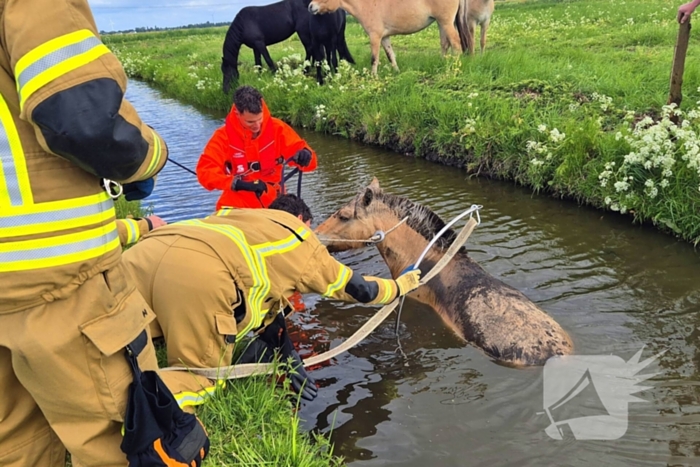 Brandweer en politie redden te water geraakte paard