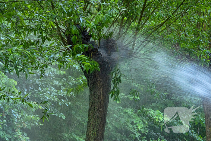 Brandweer blust brandende boom