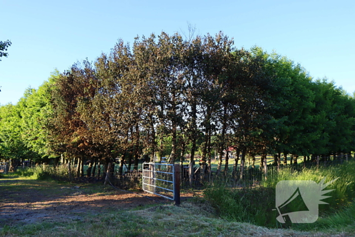 Bomen en pipowagen in brand