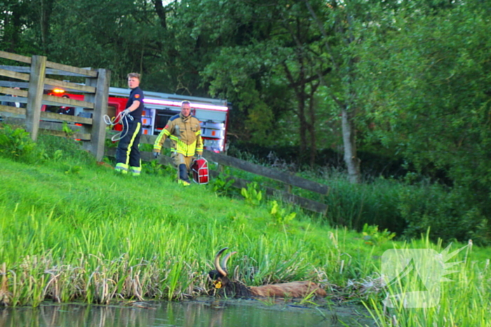 Brandweer redt uit uitgeputte Schotse Hooglander uit sloot