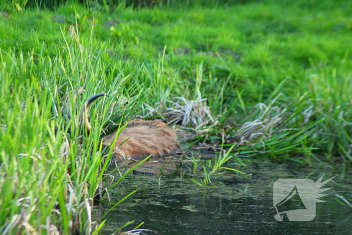 Brandweer redt uit uitgeputte Schotse Hooglander uit sloot
