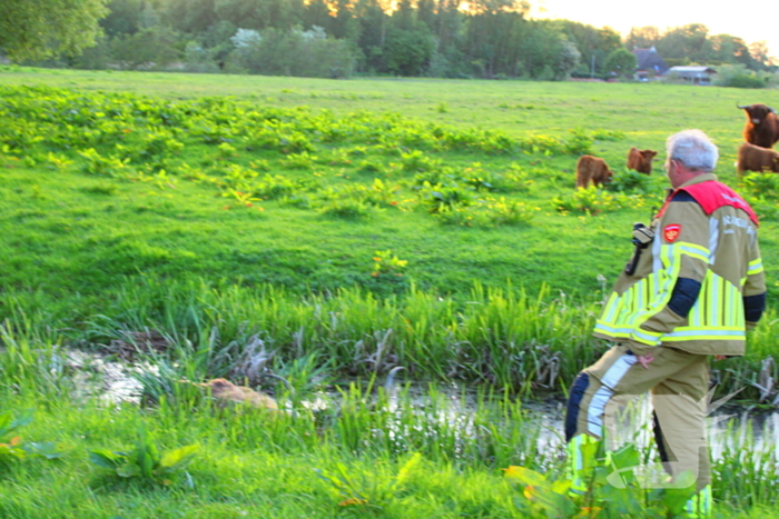 Brandweer redt uit uitgeputte Schotse Hooglander uit sloot